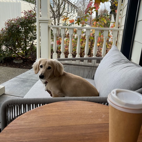 dogmom72733